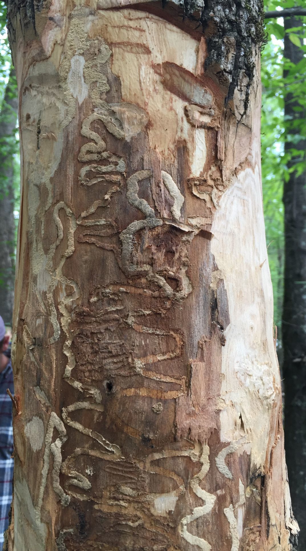 Emerald ash borer